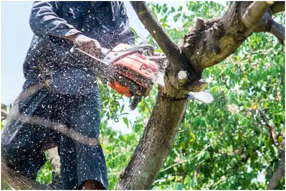 tree services Newport